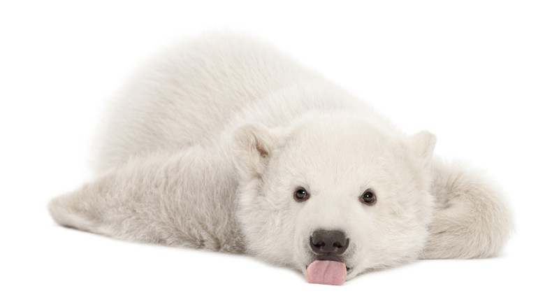 Beschreibung Aktionstag Tag des Eisbären 2014