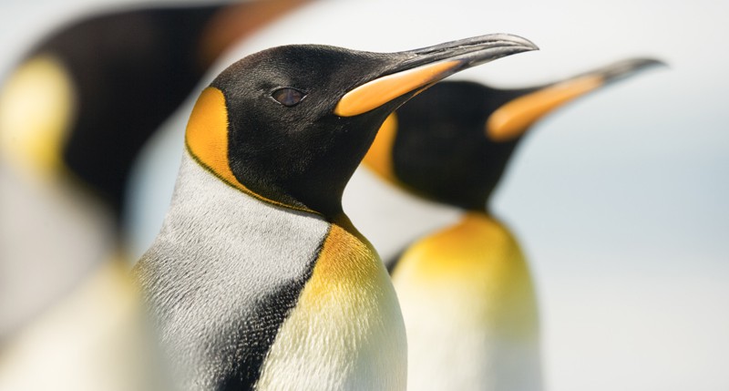 Beschreibung Aktionstag Welt-Pinguin-Tag 2015