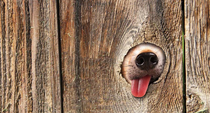 Beschreibung Aktionstag National Dog Day oder Tag des Hundes 2016