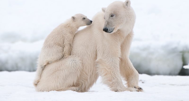 Am 27. Februar ist Tag des Eisbären. Weitere Informationen und Hintergründe zum Aktionstag des Eisbären findest Du hier.