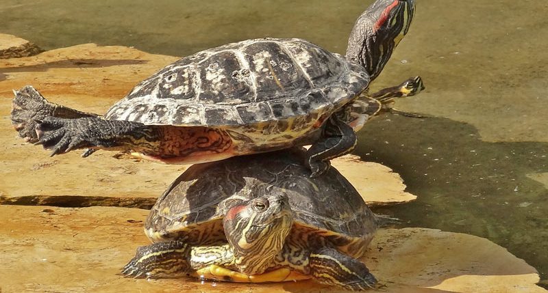 Am 23. Mai ist der Aktionstag Welt-Schildkröten-Tag. Sie leben seit über 220 Millionen Jahren auf der Erde...