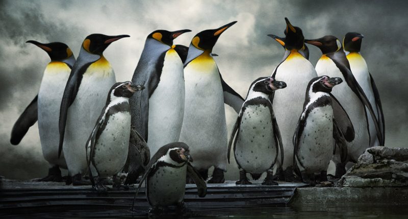 Am 25. April ist Welt-Pinguin-Tag. Weitere Informationen und Hintergründe zum Aktionstag Welt-Pinguin-Tag findest Du hier.